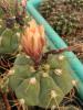 Gymnocalycium  chiquitanum