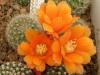 Rebutia buiningiana