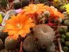 Rebutia heliosa v. cajasensis