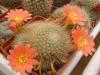 Rebutia senilis