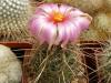 Thelocactus bicolor v. tricolor