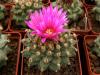 Turbinicarpus alonsoi