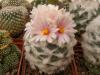 Turbinicarpus lophophoroides