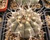 Gymnocalycium  riojense v guasayanense STO273