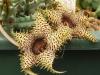 Huernia hystrix DP2598B