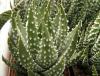 Haworthia pumila