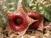 Huernia zebrina