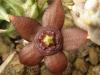 Orbea semota ssp orientalis