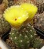 Notocactus ottonis v. tenuispinus