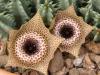 Huernia guttata