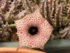 Huernia hislopii DP2478