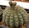 Gymnocalycium quehlianum cv brevispinum