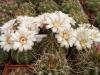 Gymnocalycium quehlianum v. albispinum