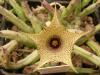 Huernia   leachii