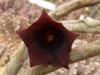 Huernia   pendula