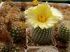 Notocactus scopa v. marchersii