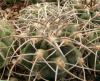 Gymnocalycium mostii