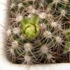 Gymnocalycium  valnicekianum