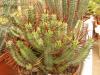 Euphorbia enopla