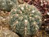 Gymnocalycium  sp LB 1098