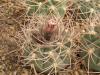 Gymnocalycium  nidulans STO-124