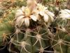 Gymnocalycium mostii STO 485