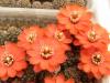 Rebutia huasiensis R313