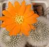 Rebutia muscula