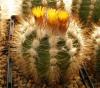 Parodia comosa