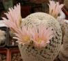 Mammillaria pectinifera