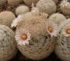 Mammillaria lasiacantha f wohlschlageri Fresnillo