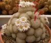 Mammillaria lenta