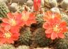 Rebutia cajasensis