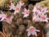 Mammillaria yaquensis