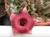 Huernia insigniflora cv. 'Olga' 1