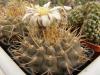 Gymnocalycium ochoterenae v variispinum