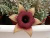 Huernia  insigniflora cv. 'Olga' 2