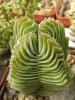 Crassula  pyramidalis  cv. Buddha's Temple