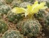 Mammillaria/Dolichothele sphaerica