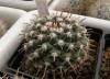 Mammillaria uncinata SB316