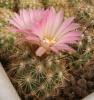 Coryphantha pussilliflora Sierra Paila