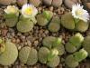 Lithops fulviceps cv 'Aurea' C363