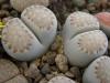 Lithops julii ssp fulleri v rouxii