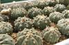 Astrophytum  asterias  f nudum