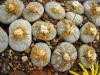 Lithops  pseudotruncatella ssp volkii sky blue