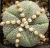 Astrophytum asterias cv  5 ribs