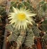 Astrophytum ornatum