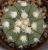 Astrophytum asterias f nudum (shaggy white areola)