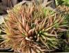 Haworthia angustifolia v. liliputana