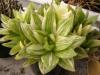 Haworthia cymbiformis  f variegata